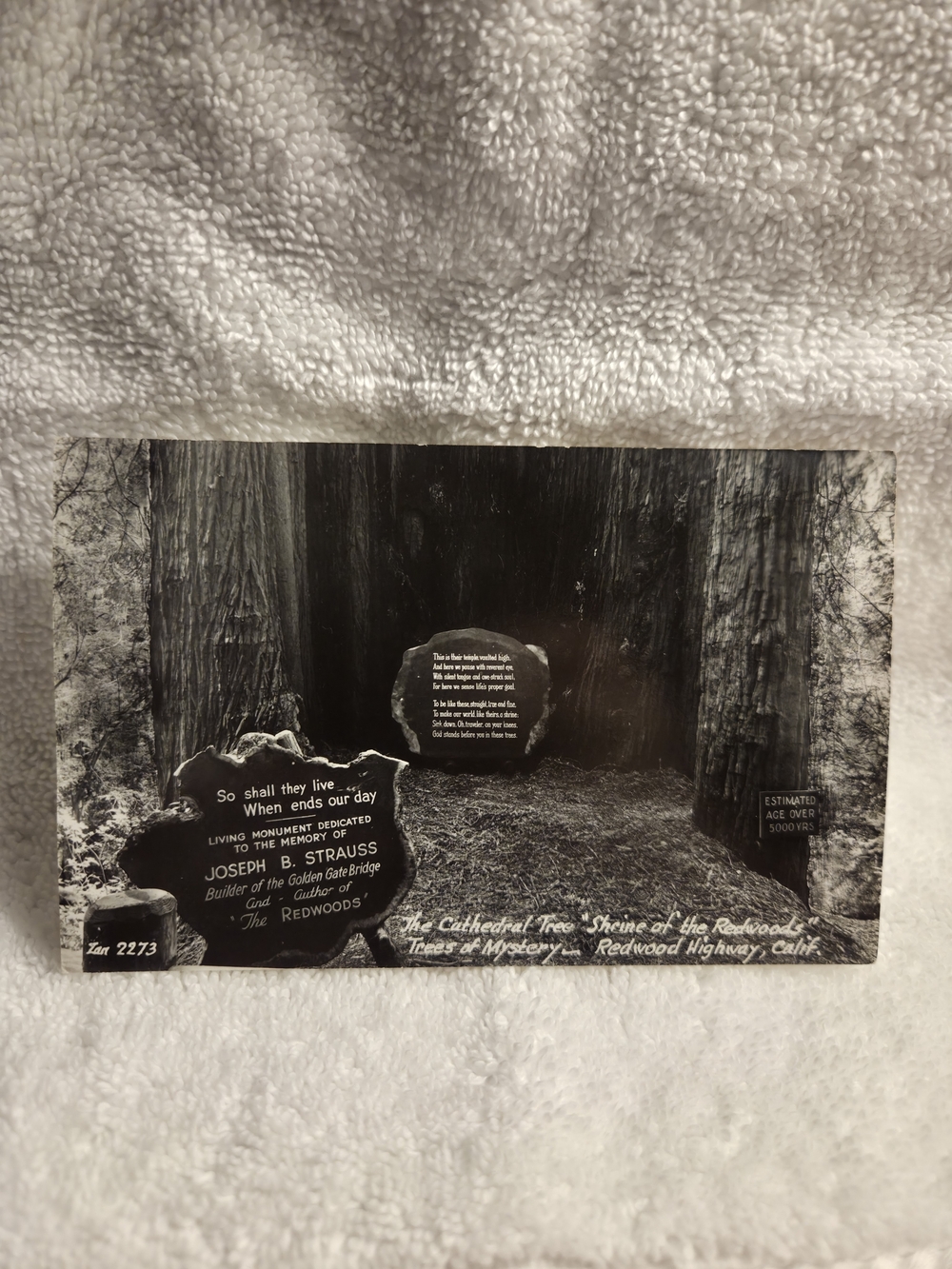 "Shrine Of The Redwoods" The Cathedral Tree.